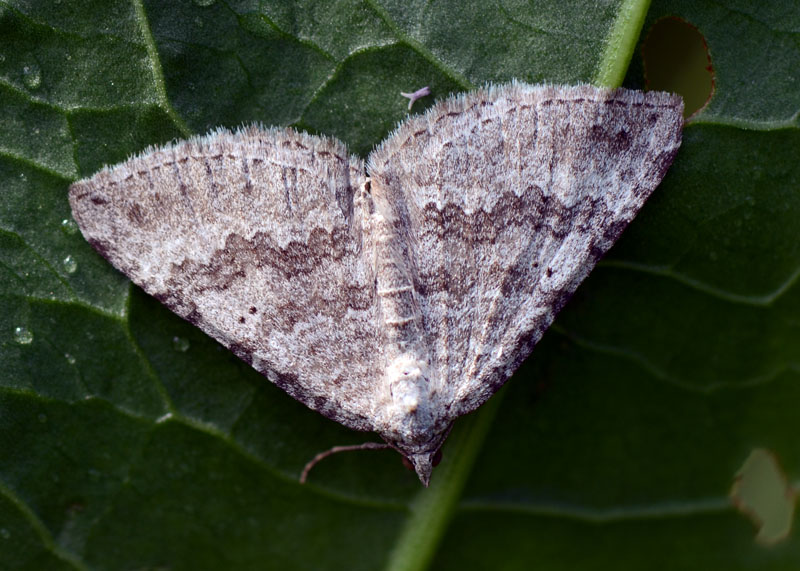 Geometridae Scotopteryx bipunctaria